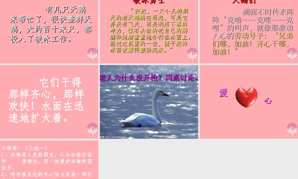 四年级语文上册 第七单元 天鹅的故事课件3 西师大版-西师大版小学四年级上册语文课件