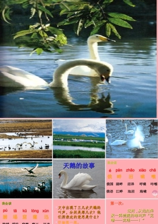 四年级语文上册 第七单元 天鹅的故事课件3 西师大版-西师大版小学四年级上册语文课件