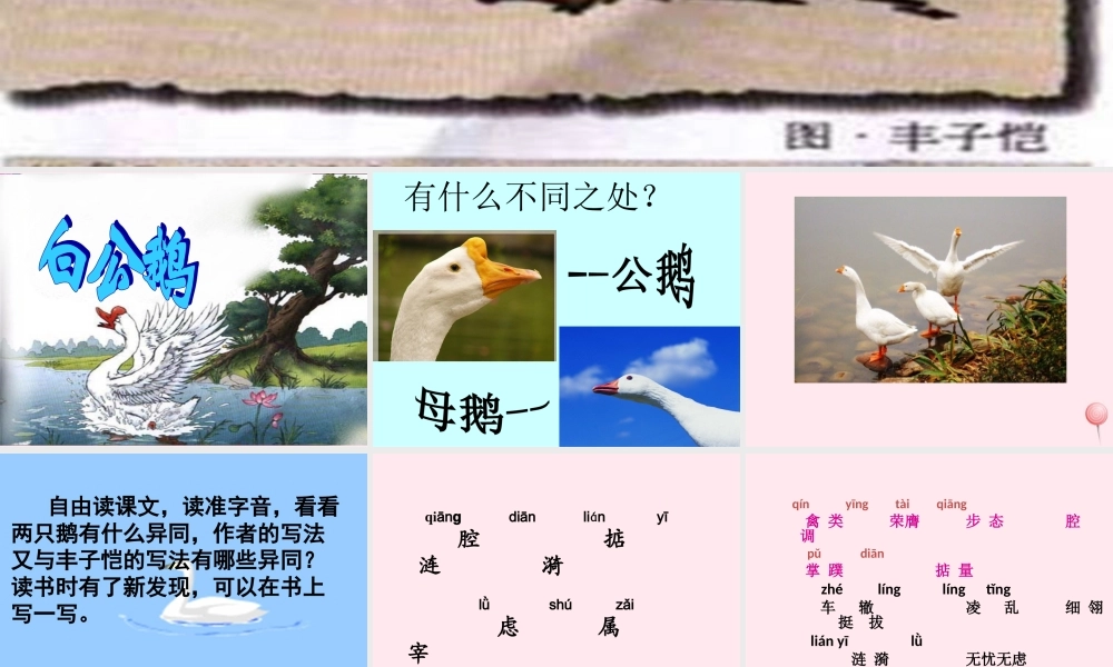 四年级语文上册 第四组 14《白公鹅》课堂教学课件3 新人教版-新人教版小学四年级上册语文课件