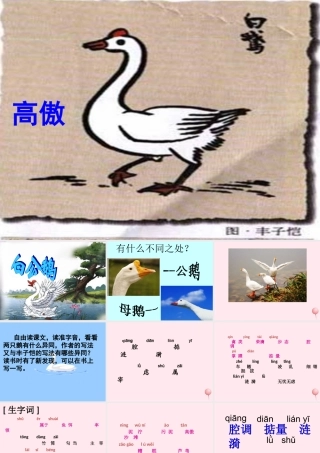 四年级语文上册 第四组 14《白公鹅》课堂教学课件3 新人教版-新人教版小学四年级上册语文课件