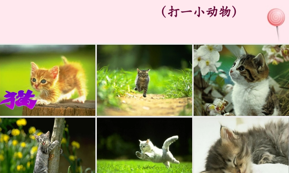 四年级语文上册 第四组 15《猫》课堂教学课件2 新人教版-新人教版小学四年级上册语文课件