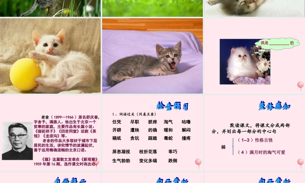 四年级语文上册 第四组 15《猫》课堂教学课件2 新人教版-新人教版小学四年级上册语文课件