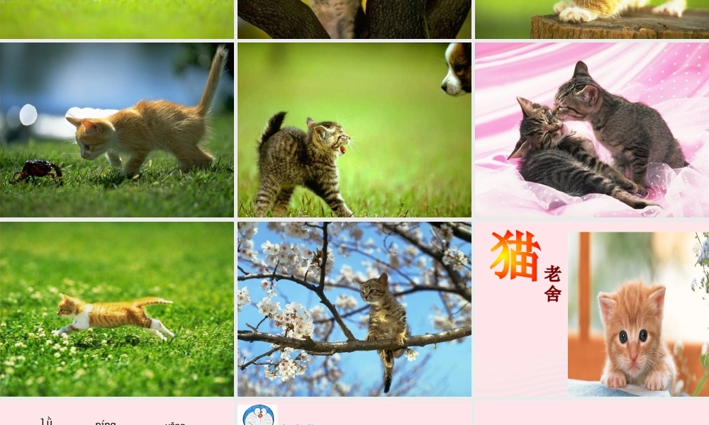 四年级语文上册 第四组 15《猫》课堂教学课件3 新人教版-新人教版小学四年级上册语文课件