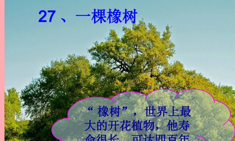 四年级语文上册 第七单元 一棵橡树课件1 西师大版-西师大版小学四年级上册语文课件