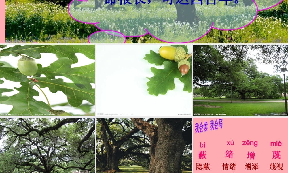 四年级语文上册 第七单元 一棵橡树课件1 西师大版-西师大版小学四年级上册语文课件