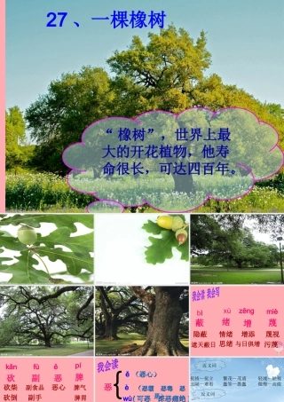 四年级语文上册 第七单元 一棵橡树课件1 西师大版-西师大版小学四年级上册语文课件