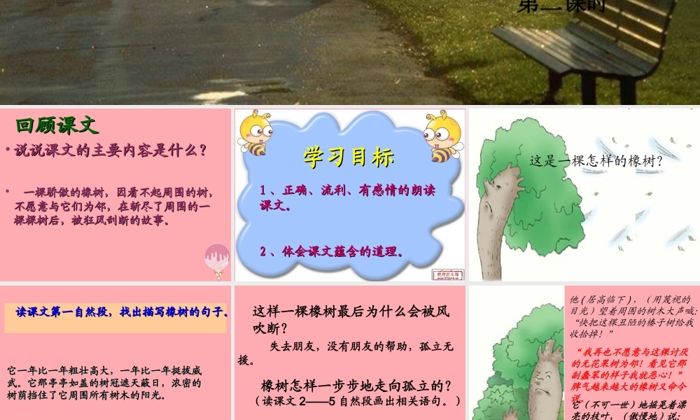 四年级语文上册 第七单元 一棵橡树课件2 西师大版-西师大版小学四年级上册语文课件