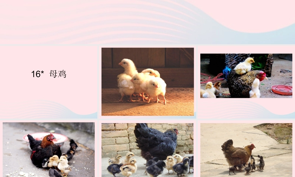 四年级语文上册 第四组 16《母鸡》课堂教学课件1 新人教版-新人教版小学四年级上册语文课件
