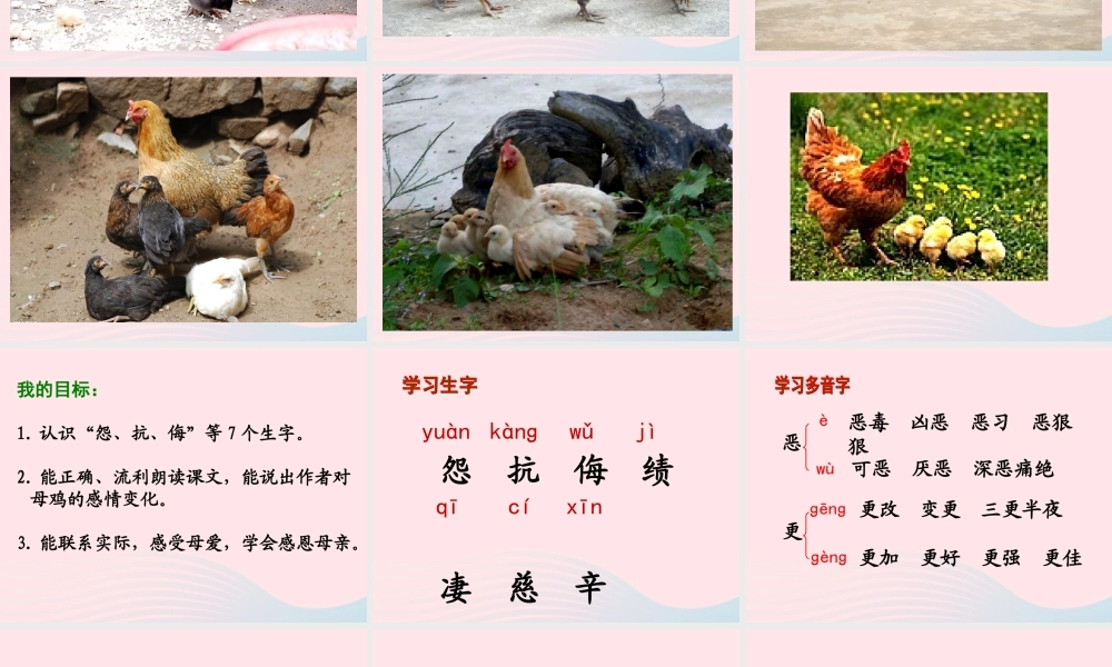 四年级语文上册 第四组 16《母鸡》课堂教学课件1 新人教版-新人教版小学四年级上册语文课件