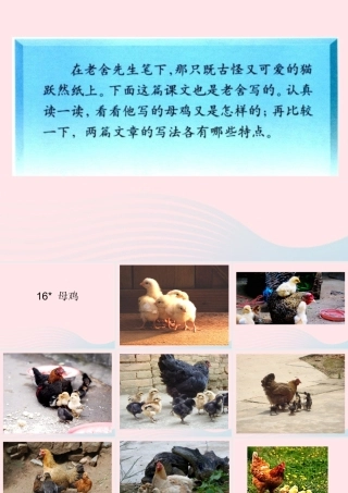 四年级语文上册 第四组 16《母鸡》课堂教学课件1 新人教版-新人教版小学四年级上册语文课件