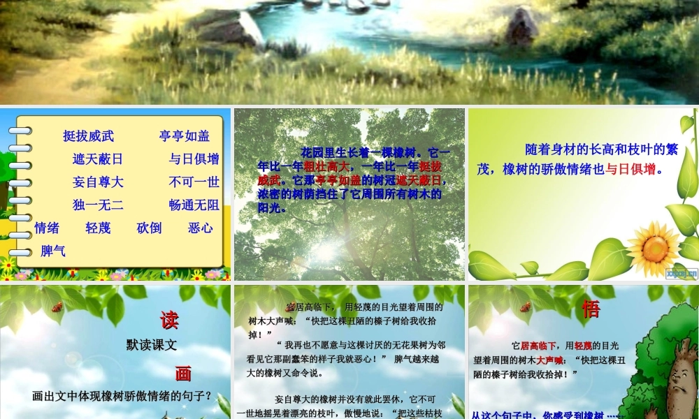 四年级语文上册 第七单元 一棵橡树课件5 西师大版-西师大版小学四年级上册语文课件