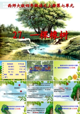 四年级语文上册 第七单元 一棵橡树课件5 西师大版-西师大版小学四年级上册语文课件