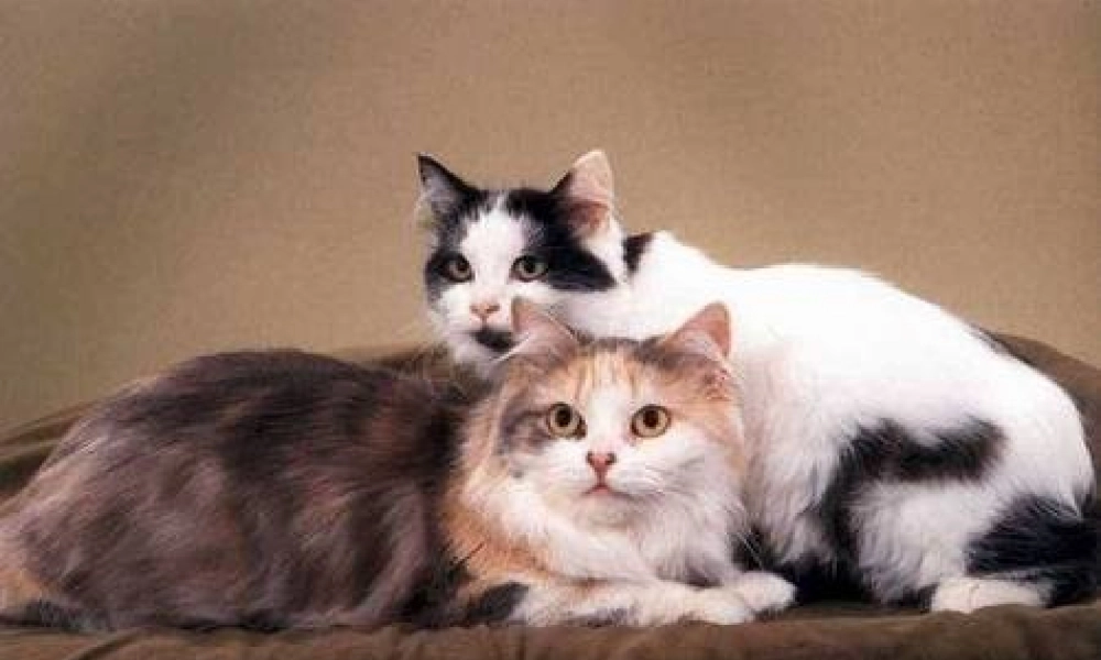 四年级语文上册 第四组 16《母鸡》课堂教学课件3 新人教版-新人教版小学四年级上册语文课件