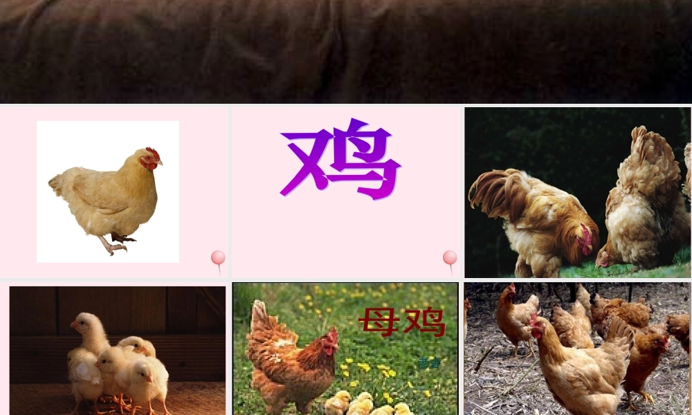 四年级语文上册 第四组 16《母鸡》课堂教学课件3 新人教版-新人教版小学四年级上册语文课件