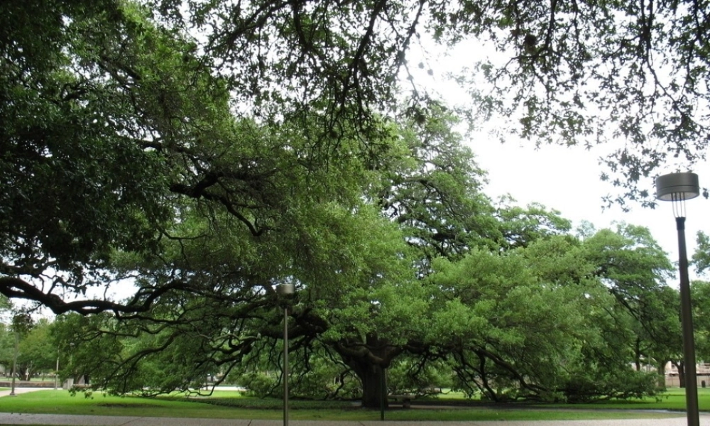 四年级语文上册 第七单元 一棵橡树课件6 西师大版-西师大版小学四年级上册语文课件