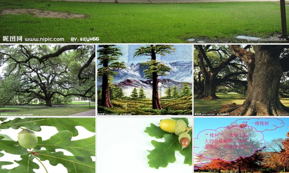 四年级语文上册 第七单元 一棵橡树课件6 西师大版-西师大版小学四年级上册语文课件