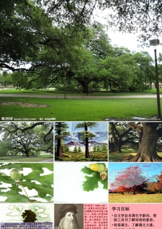 四年级语文上册 第七单元 一棵橡树课件6 西师大版-西师大版小学四年级上册语文课件