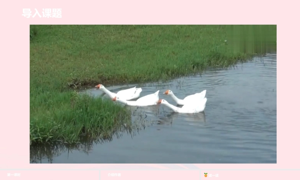 四年级语文下册 第4单元 15白鹅课件