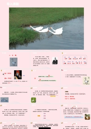 四年级语文下册 第4单元 15白鹅课件