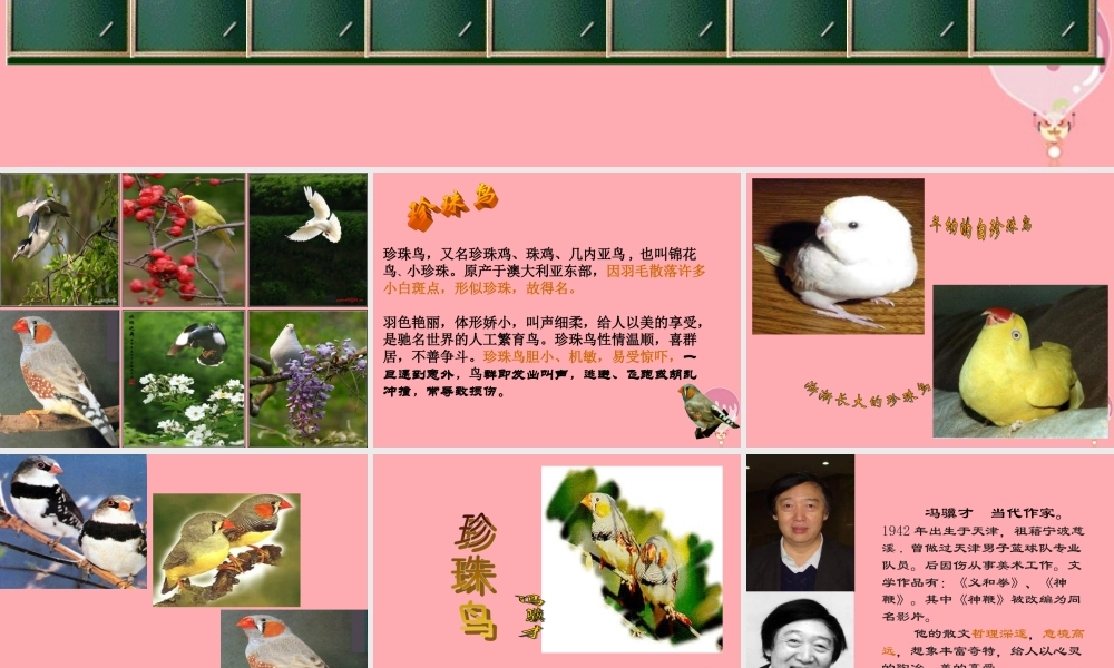 四年级语文上册 第珍珠鸟课件 苏教版-苏教级上册语文课件