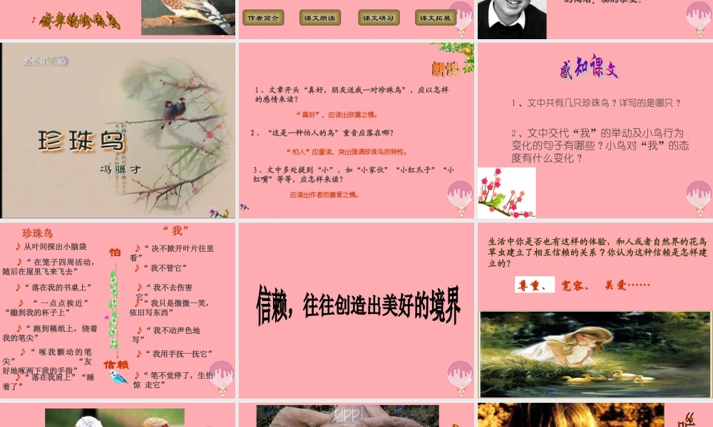 四年级语文上册 第珍珠鸟课件 苏教版-苏教级上册语文课件