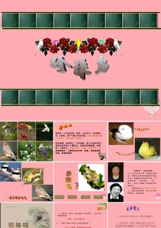 四年级语文上册 第珍珠鸟课件 苏教版-苏教级上册语文课件