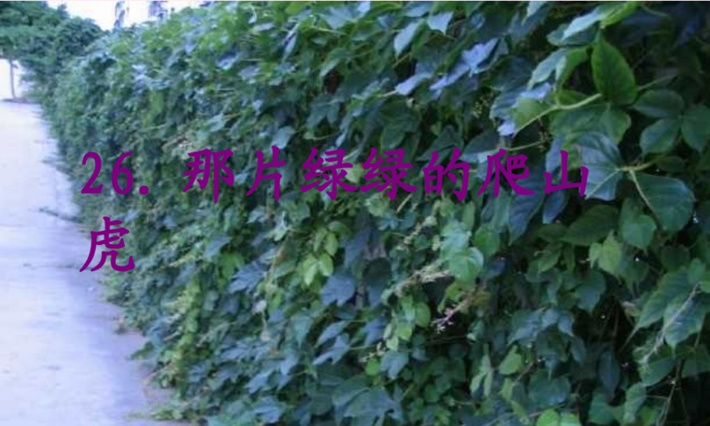 四年级语文上册 第七组 26《那片绿绿的爬山虎》课堂教学课件1 新人教版-新人教版小学四年级上册语文课件