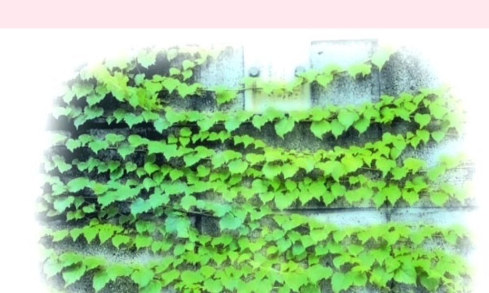 四年级语文上册 第七组 26《那片绿绿的爬山虎》课堂教学课件2 新人教版-新人教版小学四年级上册语文课件