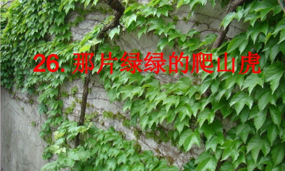 四年级语文上册 第七组 26《那片绿绿的爬山虎》课堂教学课件3 新人教版-新人教版小学四年级上册语文课件