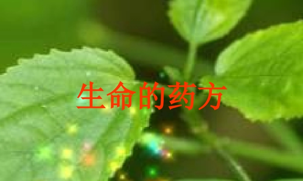 四年级语文上册 第八单元 生命的药方课件4 湘教版-湘教版小学四年级上册语文课件