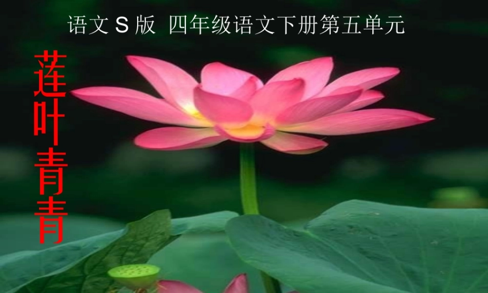 四年级语文下册 第5单元 17《莲叶青青》课件2 语文S版-语文S版小学四年级下册语文课件