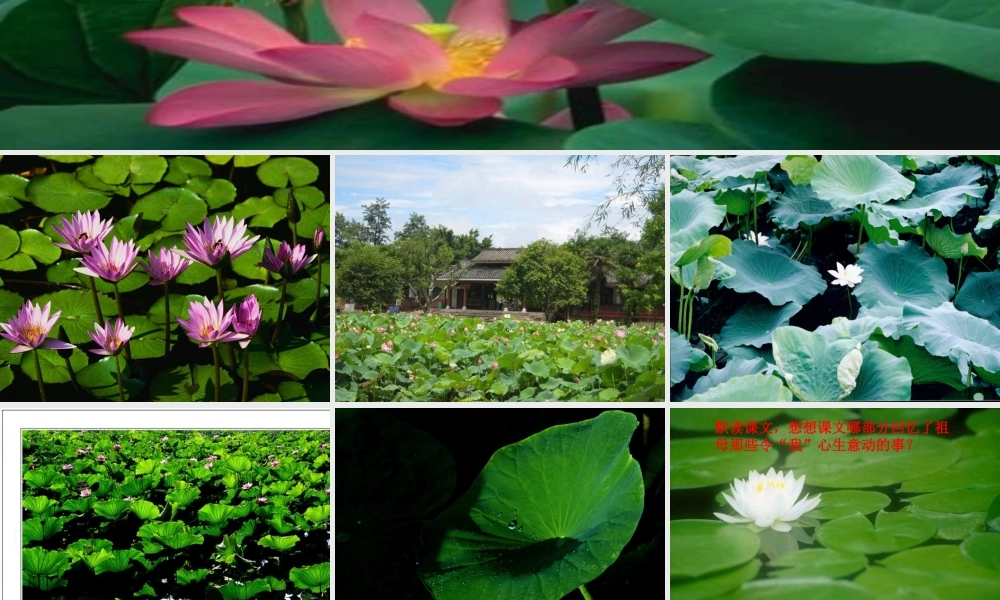 四年级语文下册 第5单元 17《莲叶青青》课件2 语文S版-语文S版小学四年级下册语文课件