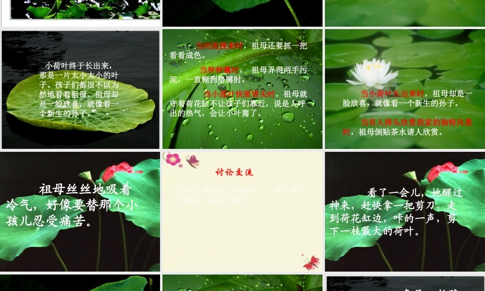 四年级语文下册 第5单元 17《莲叶青青》课件2 语文S版-语文S版小学四年级下册语文课件