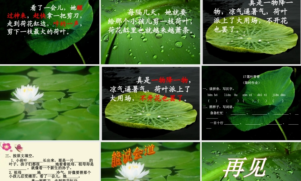 四年级语文下册 第5单元 17《莲叶青青》课件2 语文S版-语文S版小学四年级下册语文课件
