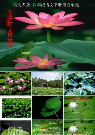 四年级语文下册 第5单元 17《莲叶青青》课件2 语文S版-语文S版小学四年级下册语文课件