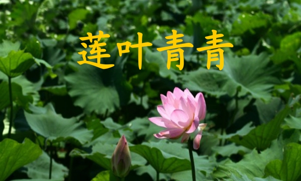 四年级语文下册 第5单元 17《莲叶青青》课件3 语文S版-语文S版小学四年级下册语文课件