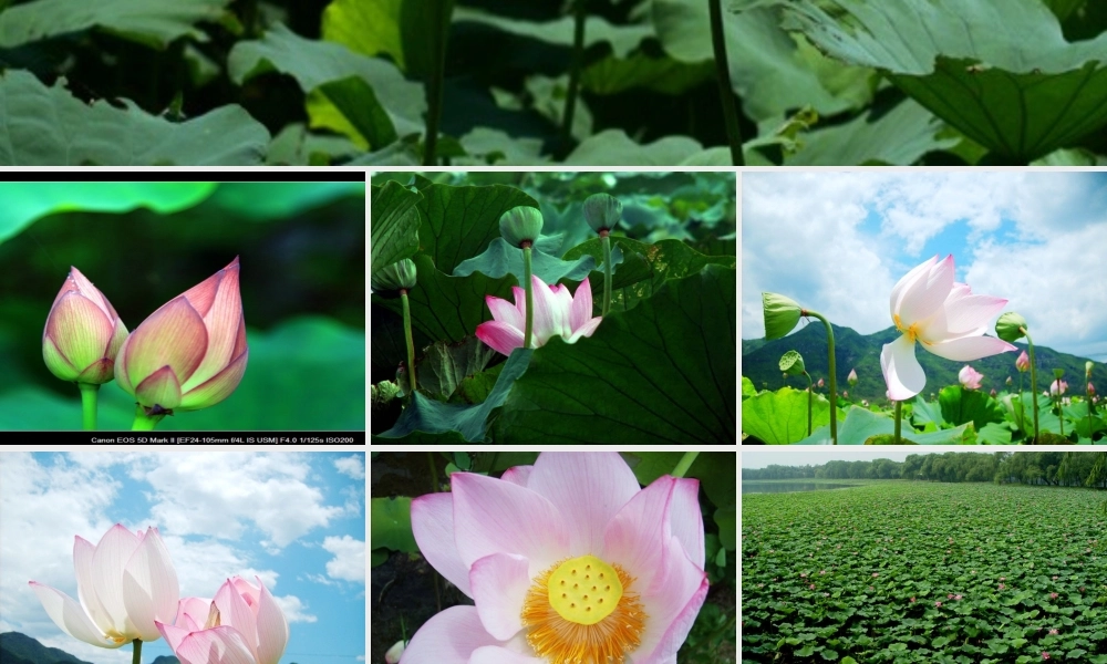 四年级语文下册 第5单元 17《莲叶青青》课件3 语文S版-语文S版小学四年级下册语文课件