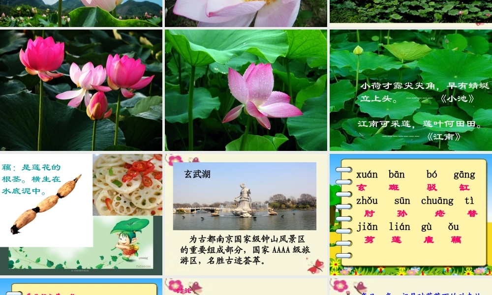 四年级语文下册 第5单元 17《莲叶青青》课件3 语文S版-语文S版小学四年级下册语文课件