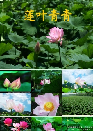 四年级语文下册 第5单元 17《莲叶青青》课件3 语文S版-语文S版小学四年级下册语文课件