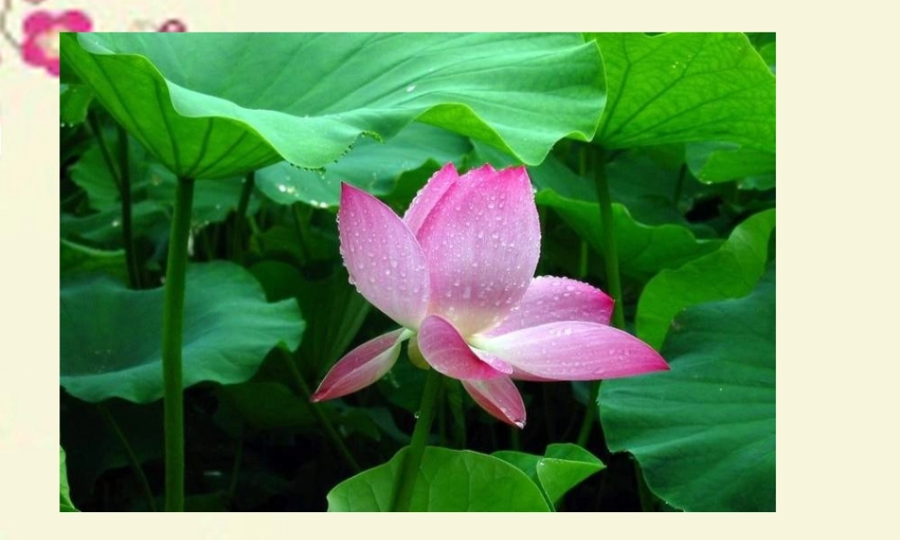 四年级语文下册 第5单元 17《莲叶青青》课件4 语文S版-语文S版小学四年级下册语文课件