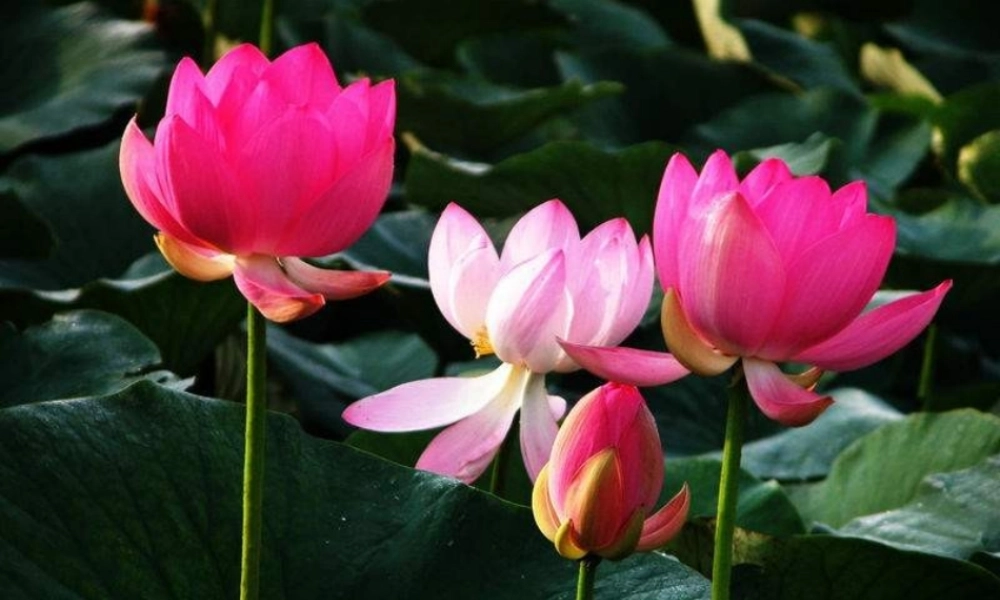 四年级语文下册 第5单元 17《莲叶青青》课件5 语文S版-语文S版小学四年级下册语文课件