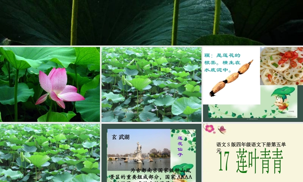 四年级语文下册 第5单元 17《莲叶青青》课件5 语文S版-语文S版小学四年级下册语文课件