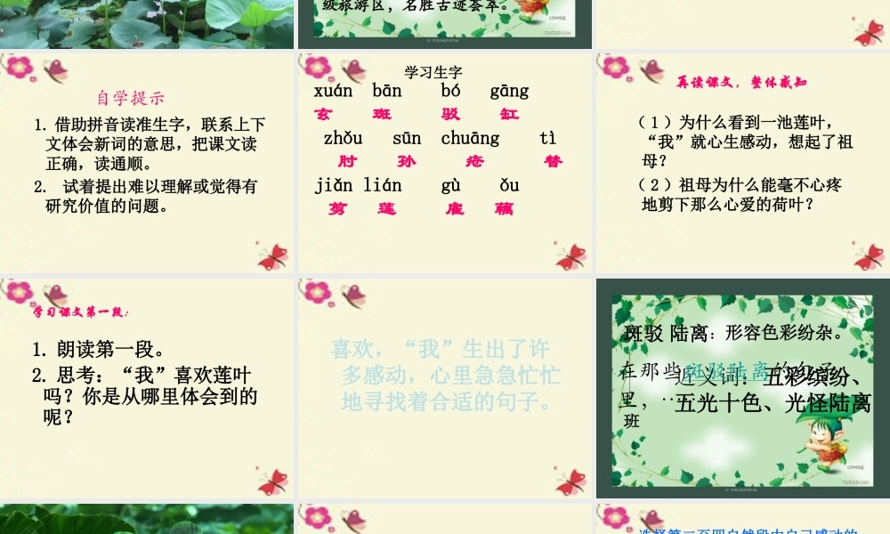 四年级语文下册 第5单元 17《莲叶青青》课件5 语文S版-语文S版小学四年级下册语文课件