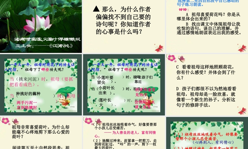 四年级语文下册 第5单元 17《莲叶青青》课件5 语文S版-语文S版小学四年级下册语文课件