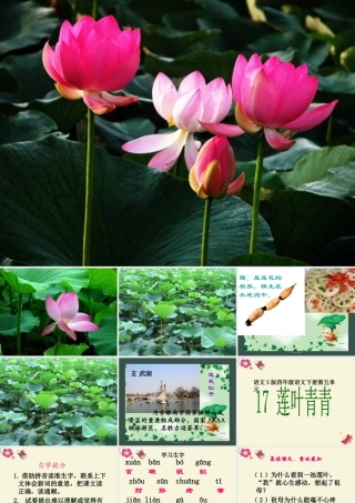 四年级语文下册 第5单元 17《莲叶青青》课件5 语文S版-语文S版小学四年级下册语文课件