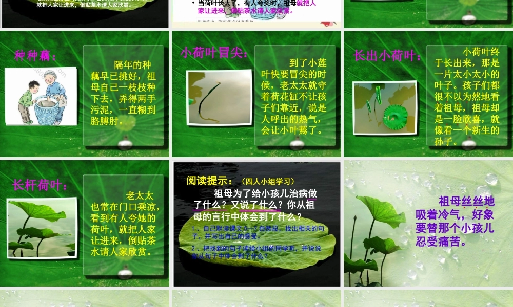 四年级语文下册 第5单元 17《莲叶青青》课件6 语文S版-语文S版小学四年级下册语文课件