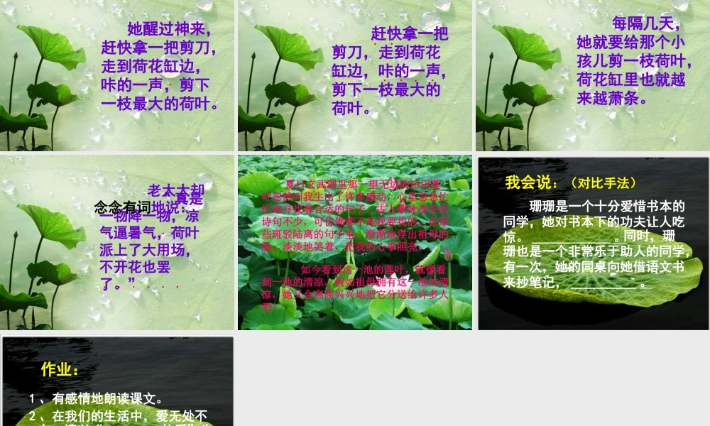 四年级语文下册 第5单元 17《莲叶青青》课件6 语文S版-语文S版小学四年级下册语文课件