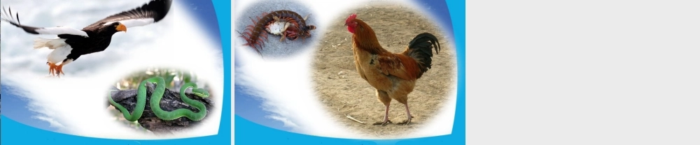 四年级语文上册 第三单元 “空中霸王”的克星课件1 西师大版-西师大版小学四年级上册语文课件