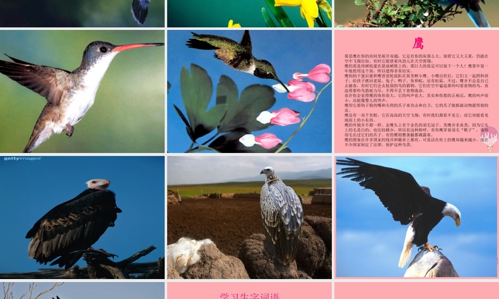 四年级语文上册 第三单元 “空中霸王”的克星课件2 西师大版-西师大版小学四年级上册语文课件