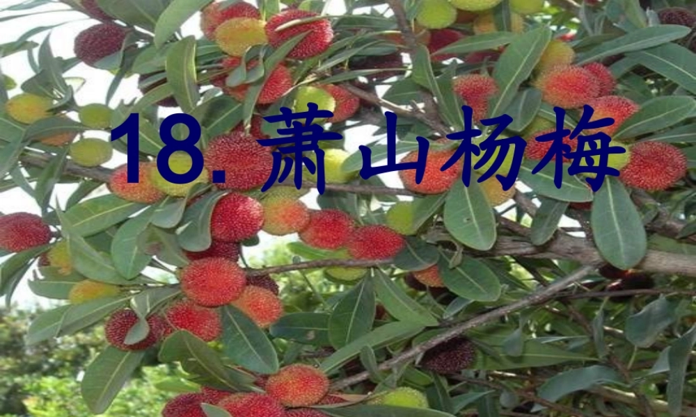 四年级语文下册 第5单元 18《萧山杨梅》课件1 语文S版-语文S版小学四年级下册语文课件